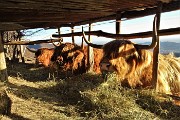 95 Mucche scozzesi (Highlander) all'Agiturismo Prati Parini